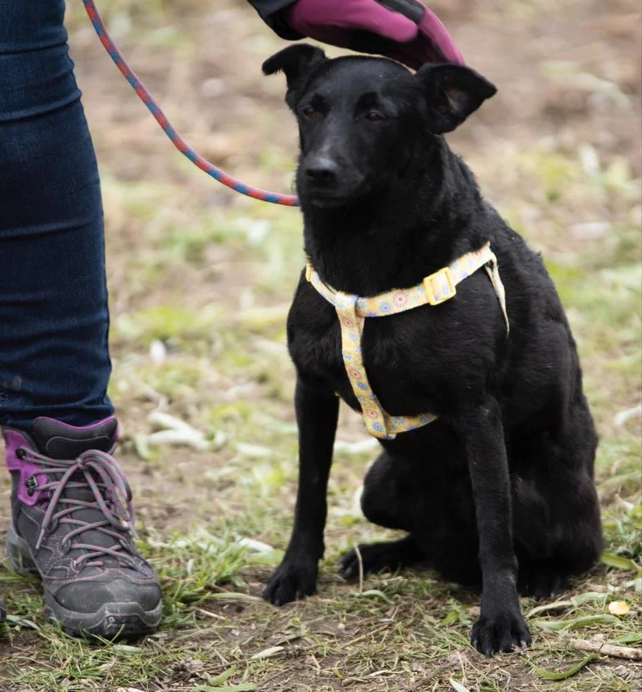 Adri, female Mixed Breed for adoption at Vackoló Állatmenhely Veszprém, Vackolo photo 6