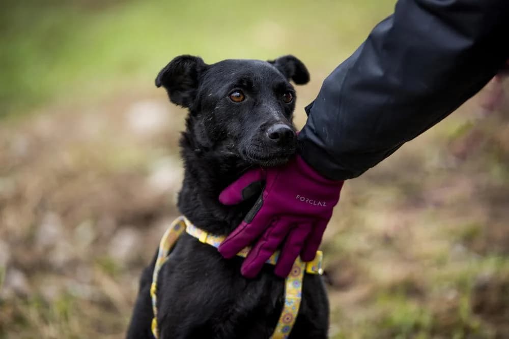 Adri, female Mixed Breed for adoption at Vackoló Állatmenhely Veszprém, Vackolo photo 7
