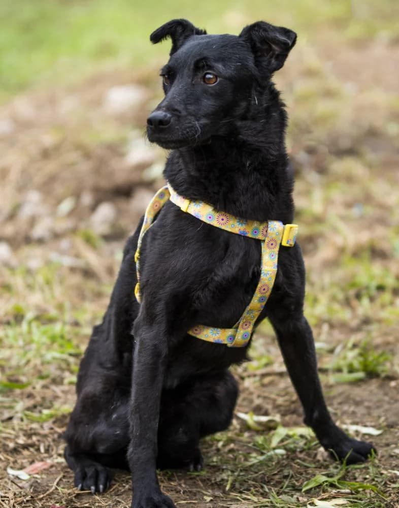 Adri, female Mixed Breed for adoption at Vackoló Állatmenhely Veszprém, Vackolo photo 8