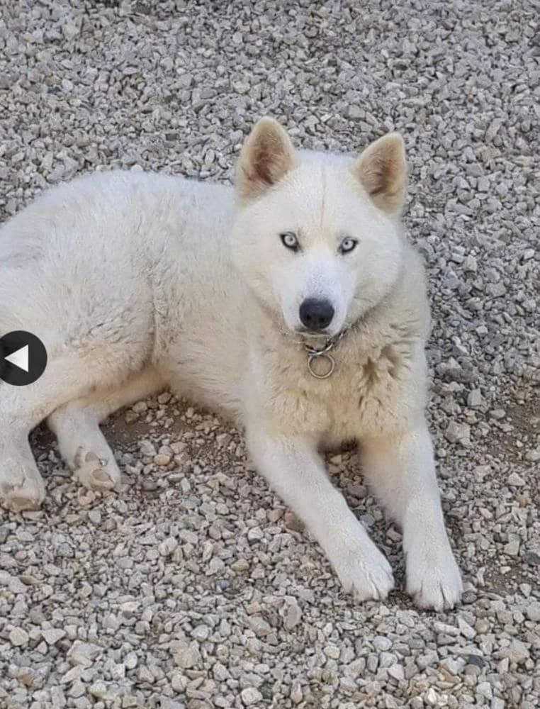 Kurejka, female Mixed Breed for adoption at Vackoló Állatmenhely Veszprém, Vackolo photo 2
