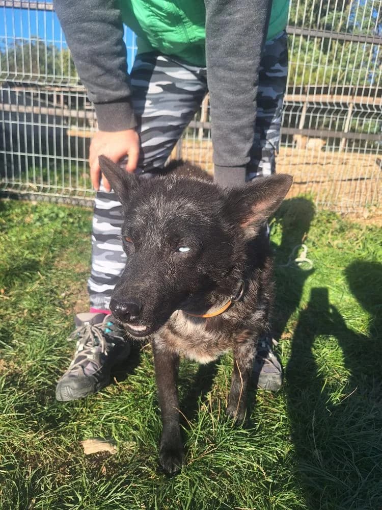 Kurejka, female Mixed Breed for adoption at Vackoló Állatmenhely Veszprém, Vackolo photo 7