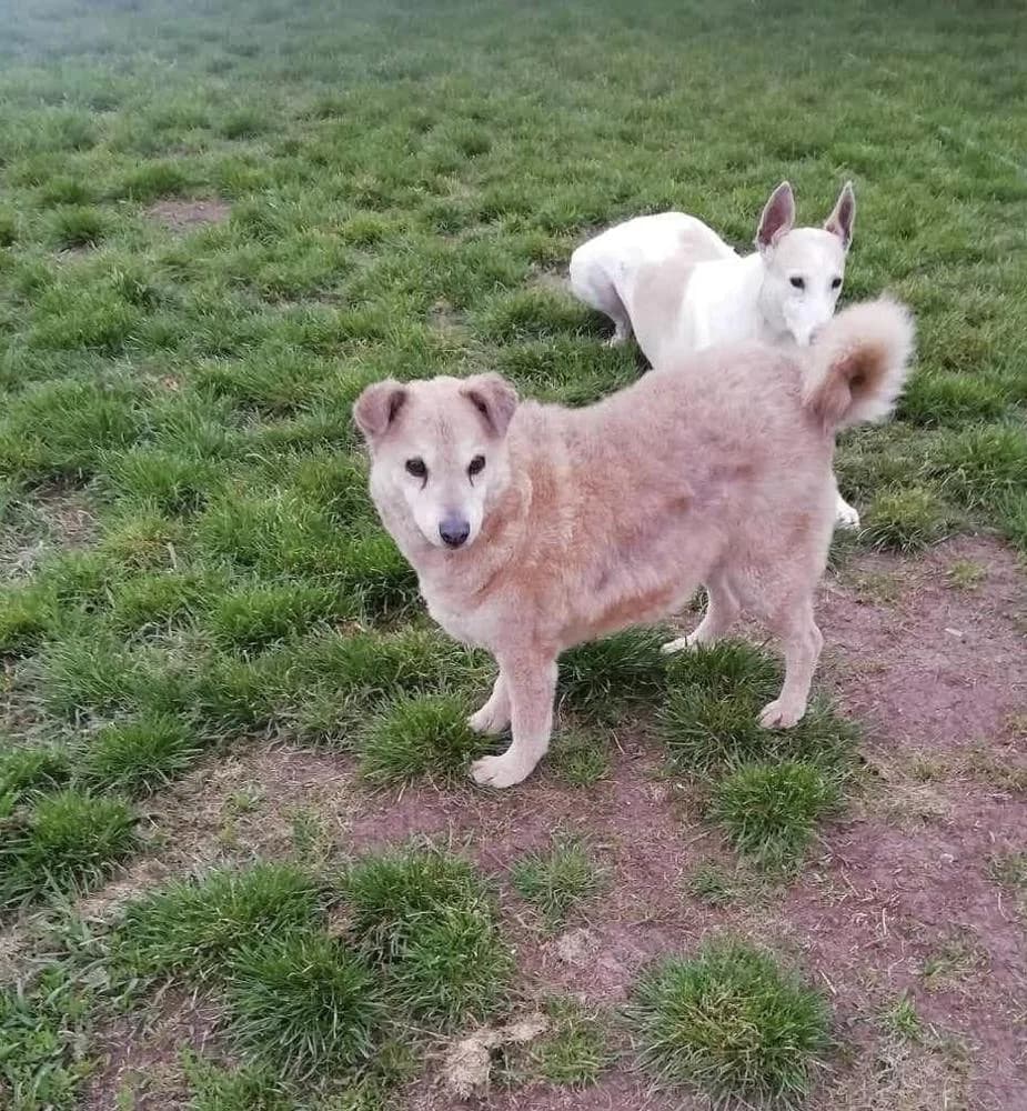 Lidi, female Mixed Breed for adoption at Vackoló Állatmenhely Veszprém, Vackolo photo 2