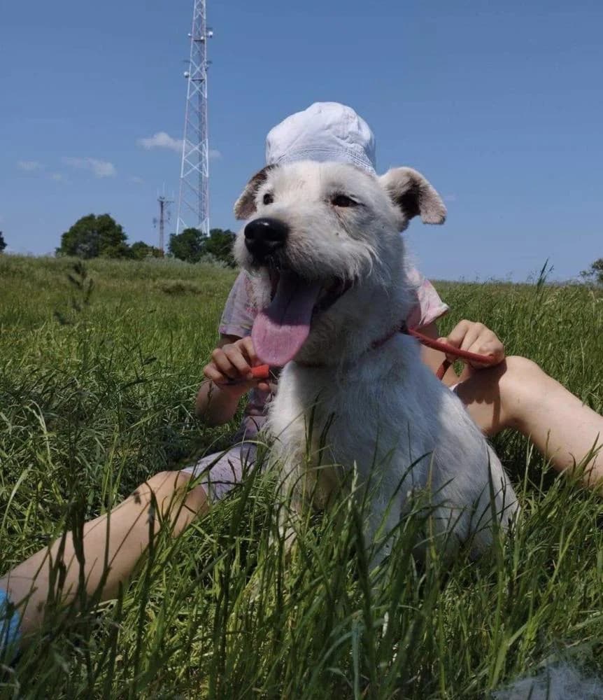 Pötyi, male Mixed Breed for adoption at Vackoló Állatmenhely Veszprém, Vackolo photo 2