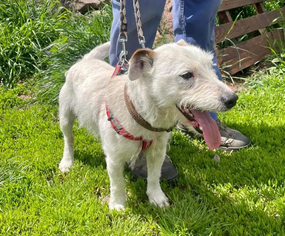 Pötyi, male Mixed Breed for adoption at Vackoló Állatmenhely Veszprém, Vackolo photo 4