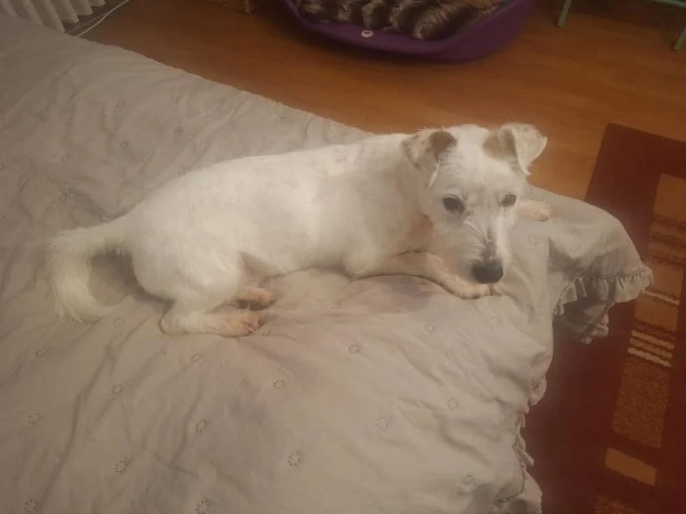 Pötyi, male Mixed Breed for adoption at Vackoló Állatmenhely Veszprém, Vackolo photo 5