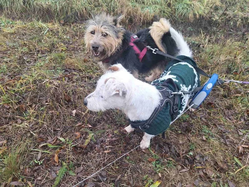 Pötyi, male Mixed Breed for adoption at Vackoló Állatmenhely Veszprém, Vackolo photo 6