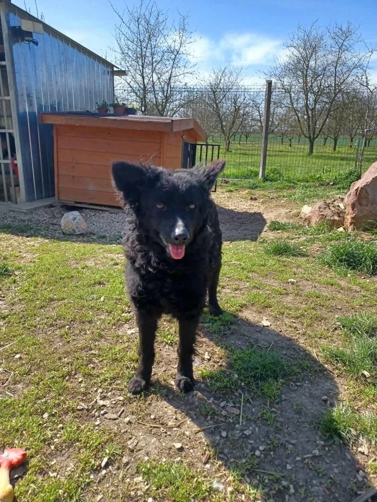 Remi, female Mixed Breed for adoption at Vackoló Állatmenhely Veszprém, Vackolo photo 2