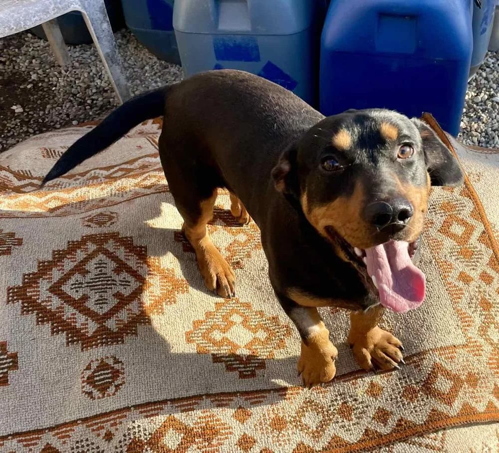 Rumba, male Mixed Breed for adoption at Vackoló Állatmenhely Veszprém, Vackolo photo 2
