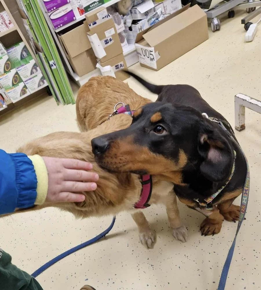 Rumba, male Mixed Breed for adoption at Vackoló Állatmenhely Veszprém, Vackolo photo 4