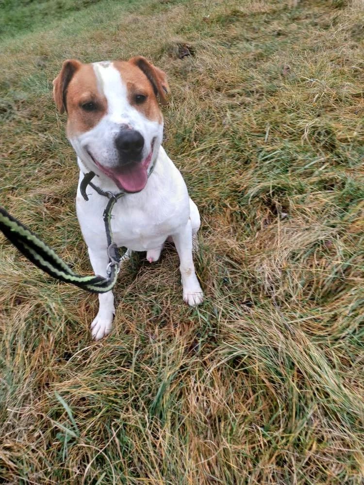Apollo, male Mixed Breed for adoption at Vackoló Állatmenhely Veszprém, Vackolo photo 2