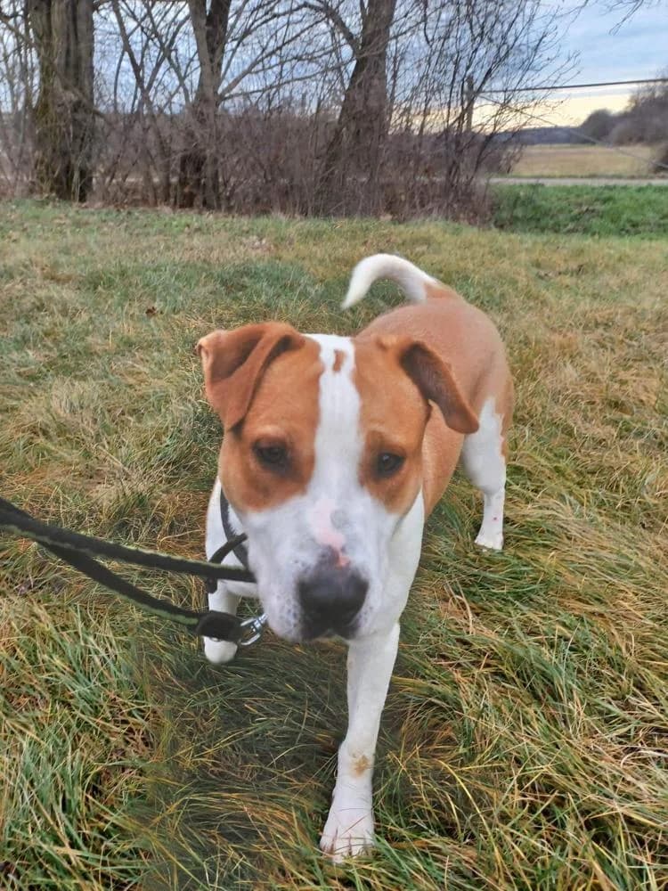 Apollo, male Mixed Breed for adoption at Vackoló Állatmenhely Veszprém, Vackolo photo 4