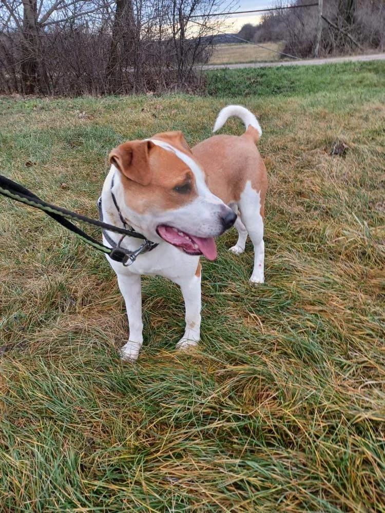 Apollo, male Mixed Breed for adoption at Vackoló Állatmenhely Veszprém, Vackolo photo 5