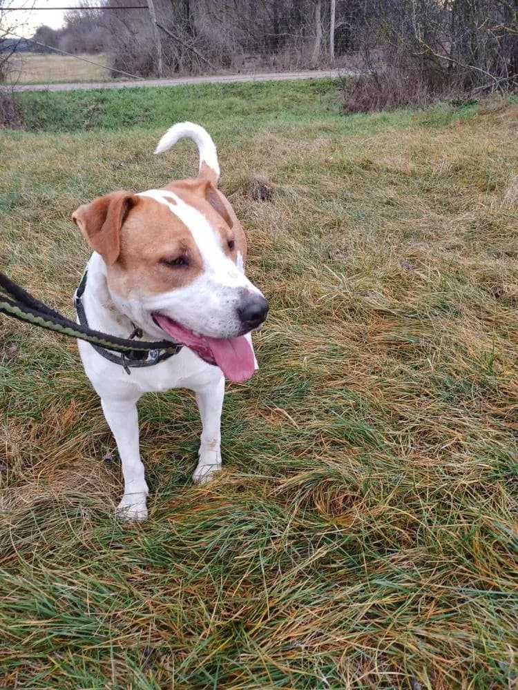 Apollo, male Mixed Breed for adoption at Vackoló Állatmenhely Veszprém, Vackolo photo 6