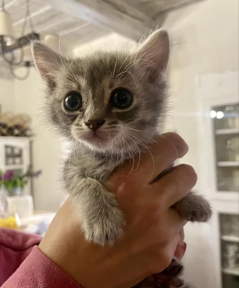 Babó, female Mixed Breed for adoption at Vackoló Állatmenhely Veszprém, Vackolo photo 2