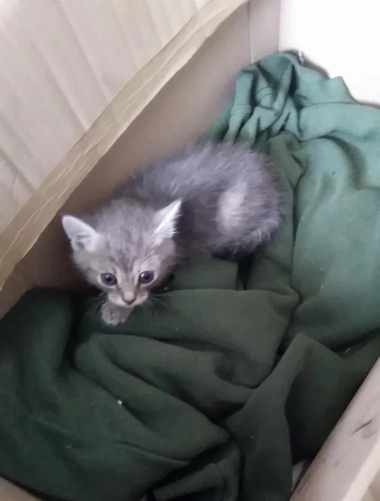 Babó, female Mixed Breed for adoption at Vackoló Állatmenhely Veszprém, Vackolo photo 4