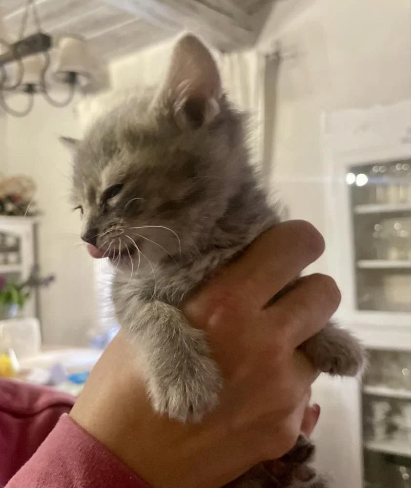Babó, female Mixed Breed for adoption at Vackoló Állatmenhely Veszprém, Vackolo photo 5