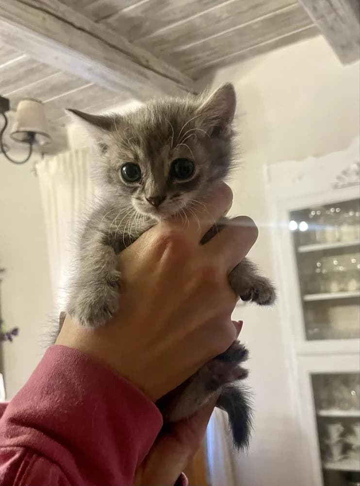 Babó, female Mixed Breed for adoption at Vackoló Állatmenhely Veszprém, Vackolo photo 6