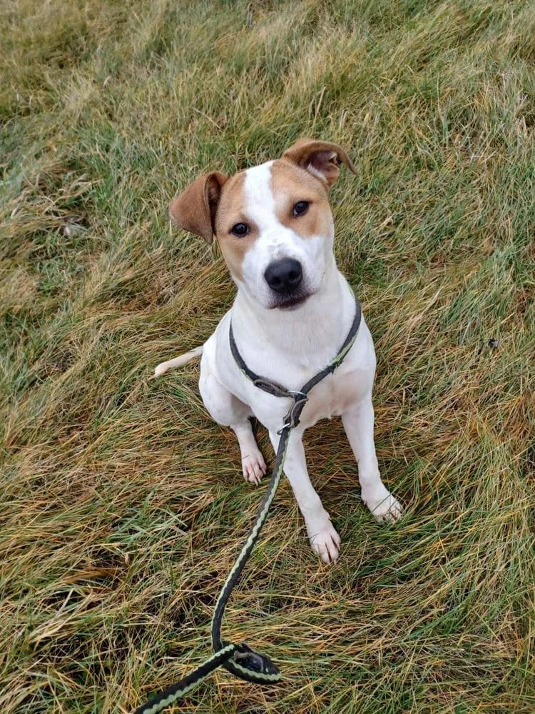 Aurora, female Mixed Breed for adoption at Vackoló Állatmenhely Veszprém, Vackolo photo 2