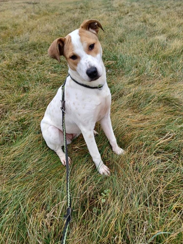 Aurora, female Mixed Breed for adoption at Vackoló Állatmenhely Veszprém, Vackolo photo 4
