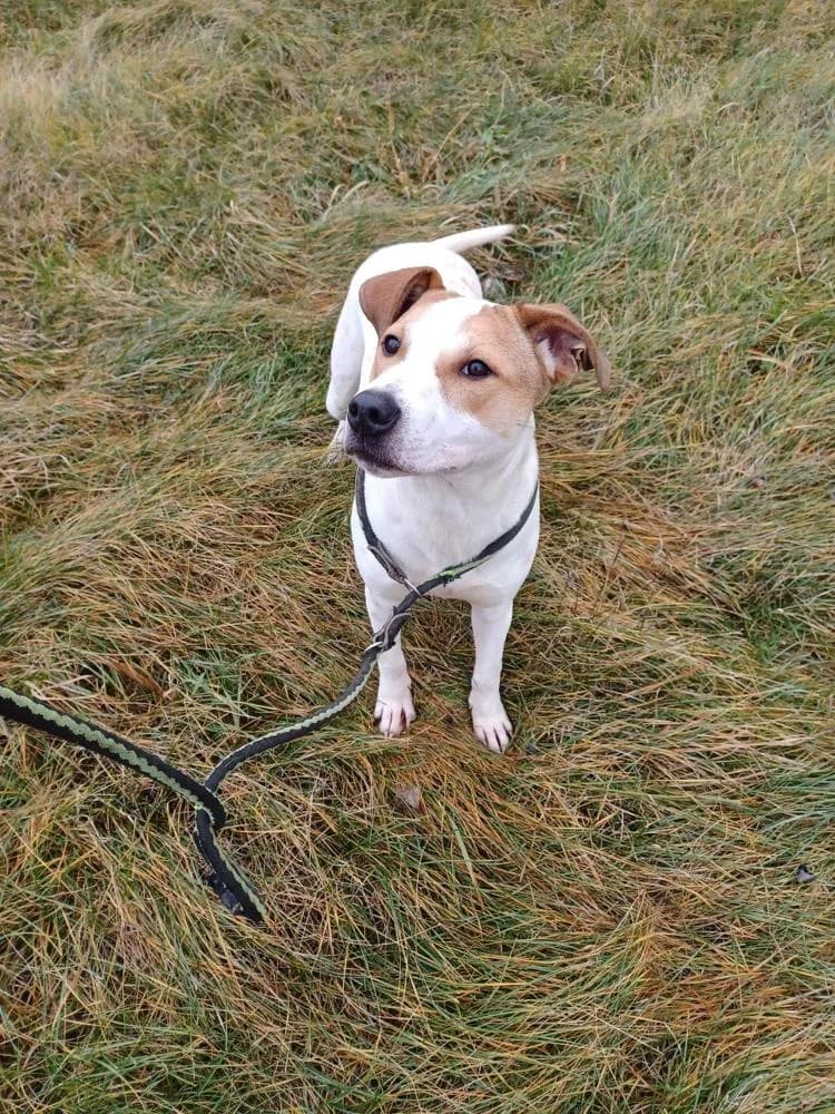 Aurora, female Mixed Breed for adoption at Vackoló Állatmenhely Veszprém, Vackolo photo 5