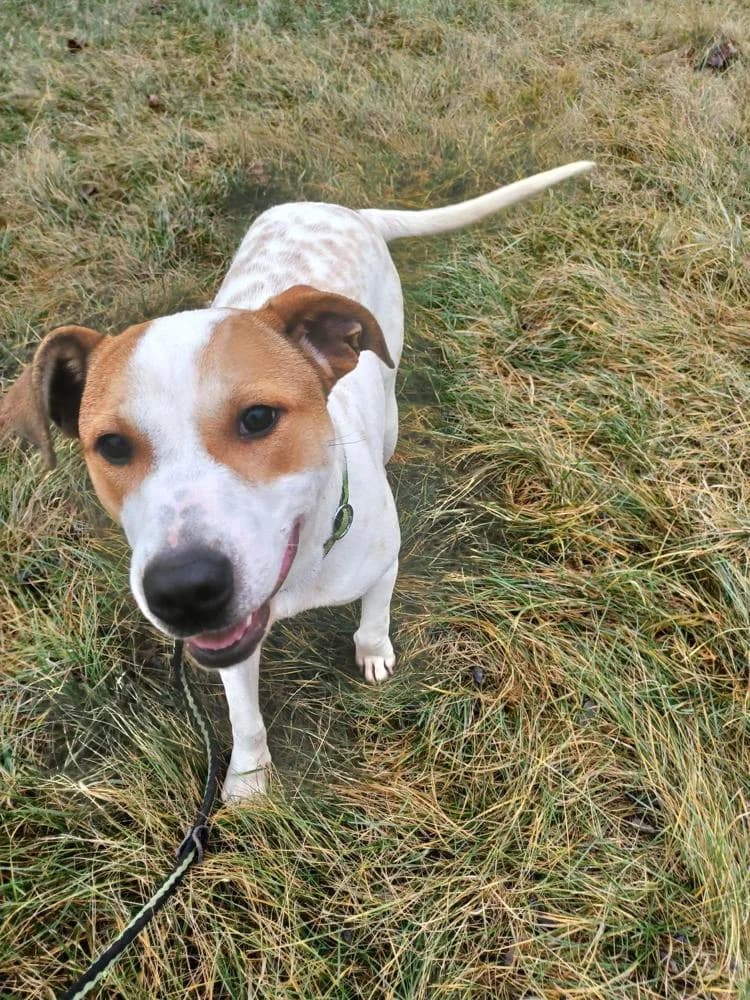 Aurora, female Mixed Breed for adoption at Vackoló Állatmenhely Veszprém, Vackolo photo 6