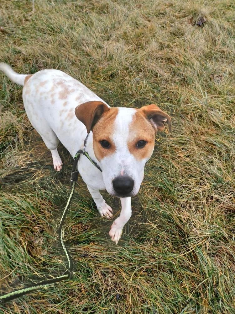 Aurora, female Mixed Breed for adoption at Vackoló Állatmenhely Veszprém, Vackolo photo 7