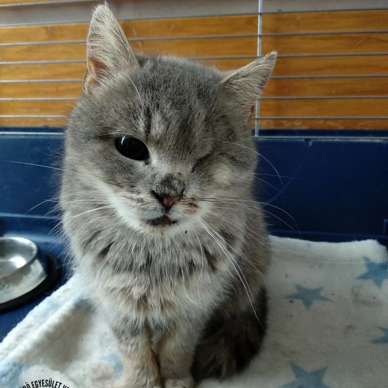 Szia, Felícia vagyok, female Mixed Breed for adoption at Veszprémi Állatvédők