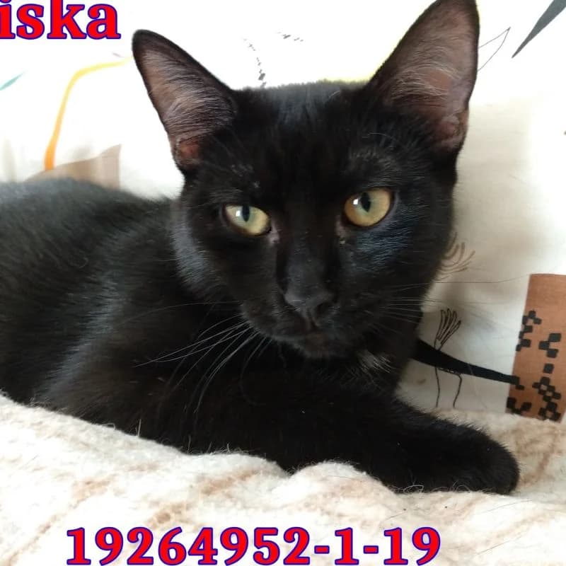Szia, Juliska vagyok, female Mixed Breed for adoption at Veszprémi Állatvédők