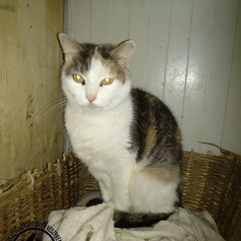 Szia, Myrtill vagyok, female Mixed Breed for adoption at Veszprémi Állatvédők