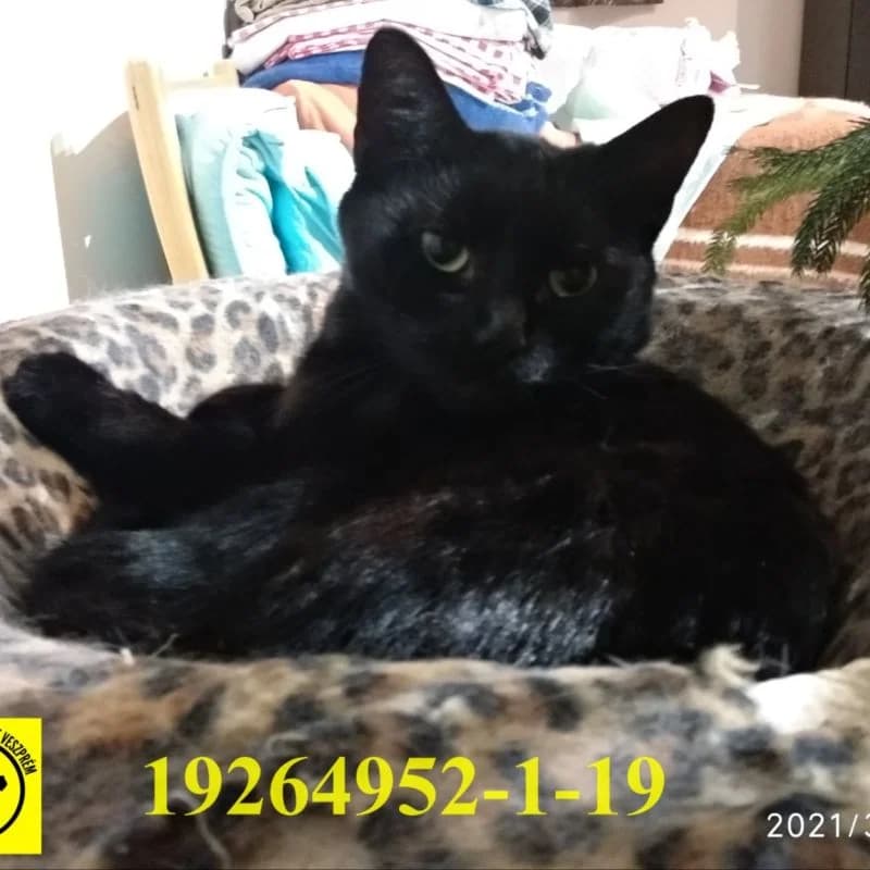 Szia, Kroki mamci vagyok, female Mixed Breed for adoption at Veszprémi Állatvédők