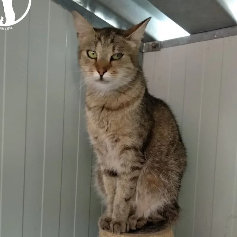 Szia, Popi vagyok, female Mixed Breed for adoption at Veszprémi Állatvédők