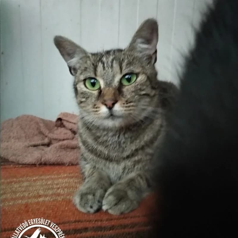 Szia, Pöpi vagyok, female Mixed Breed for adoption at Veszprémi Állatvédők