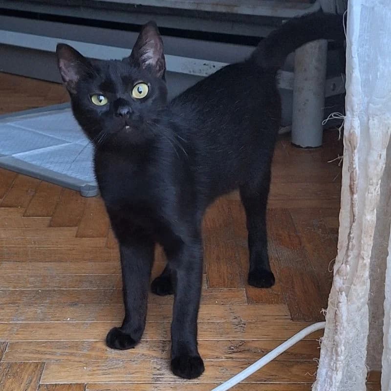 Szia, Zseri vagyok, female Mixed Breed for adoption at Veszprémi Állatvédők