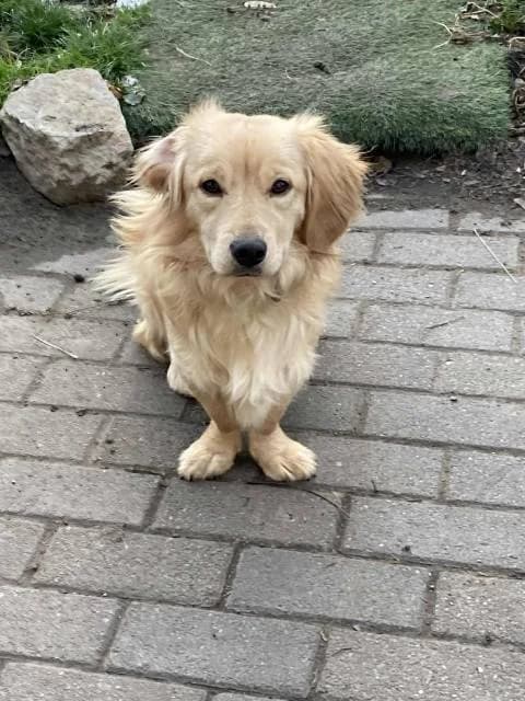Hóbogyó, male young mixed breed for adoption at Állat és Ember Állatvédő Egyesület