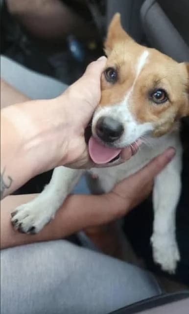 Pezsi, female Jack Russell Terrier for adoption at Állat és Ember Állatvédő Egyesület