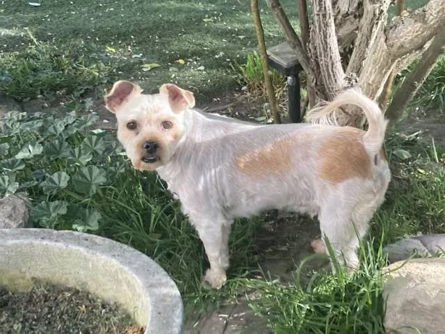 Nail, male 6yo Yorkshire Terrier for adoption at Állat és Ember Állatvédő Egyesület
