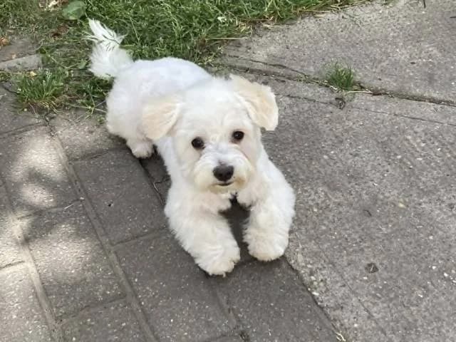 Cápeti, male puppy mixed breed for adoption at Állat és Ember Állatvédő Egyesület
