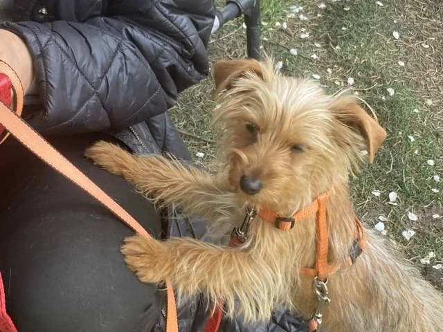 Topánka, female mixed breed for adoption at Állat és Ember Állatvédő Egyesület