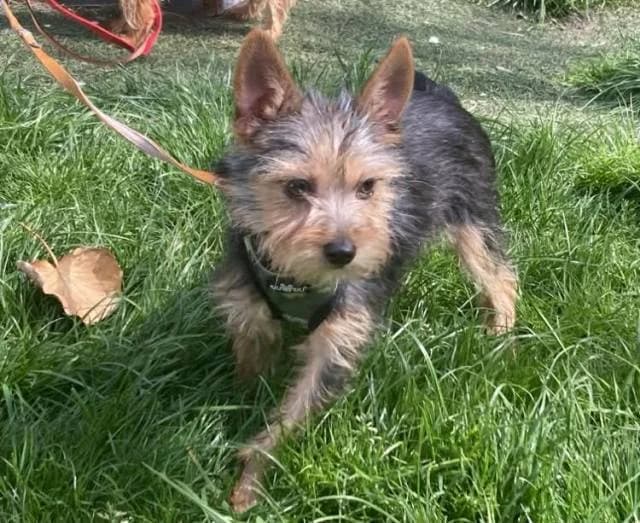 Kisherceg,  Yorkshire Terrier for adoption at Állat és Ember Állatvédő Egyesület
