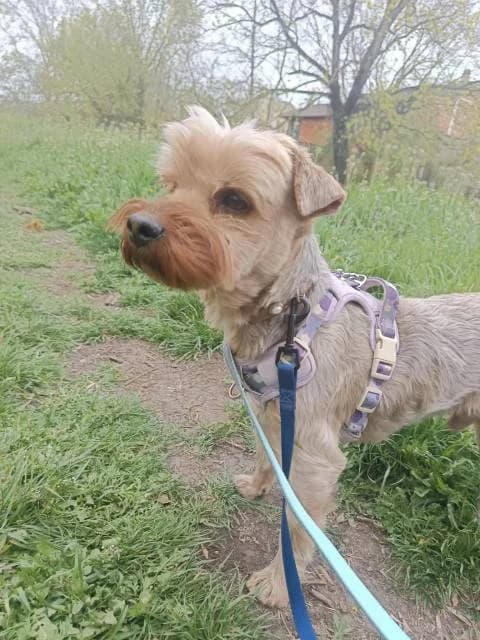 Lui, male Yorkshire Terrier for adoption at Állat és Ember Állatvédő Egyesület