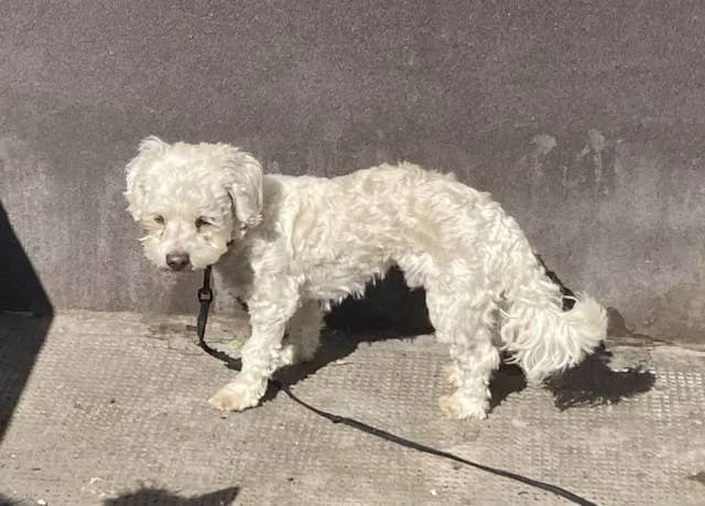 Lolka, male mixed breed for adoption at Állat és Ember Állatvédő Egyesület