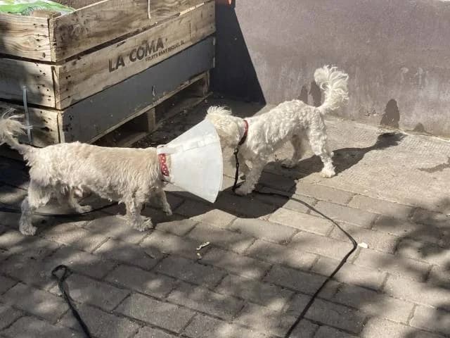 Bolka, male mixed breed for adoption at Állat és Ember Állatvédő Egyesület