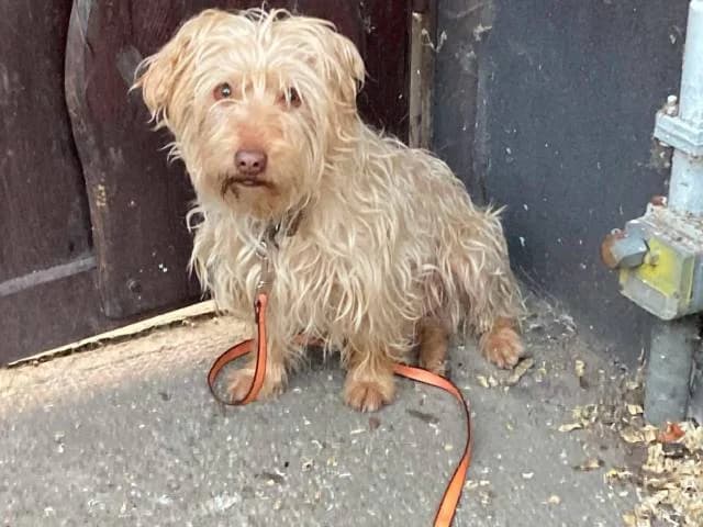 Arany Zsömi, male senior mixed breed for adoption at Állat és Ember Állatvédő Egyesület