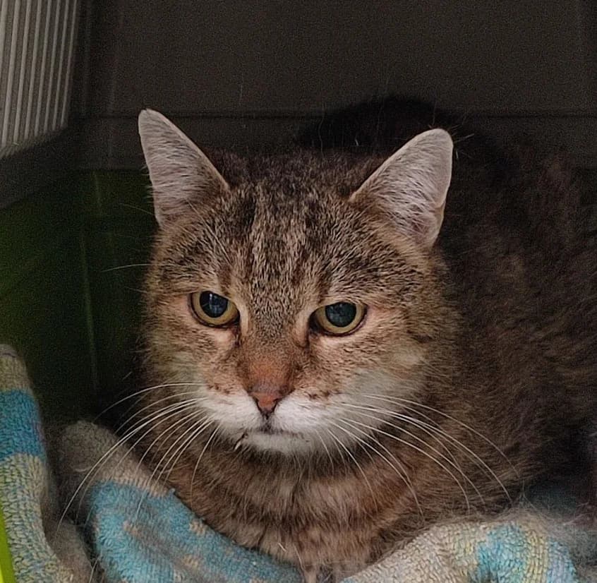 Manci,  senior Domestic Shorthair for adoption at Rex Kutyaotthon, Budapest