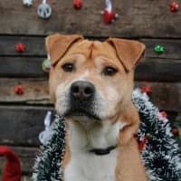 Nacho, mixed breed for adoption at Rex Kutyaotthon, Budapest