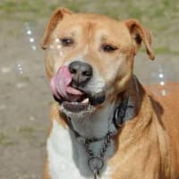 Nacho,  mixed breed for adoption at Rex Kutyaotthon, Budapest