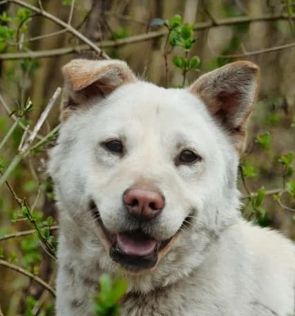 Niva,  Mixed Breed for adoption at Rex Kutyaotthon, Budapest