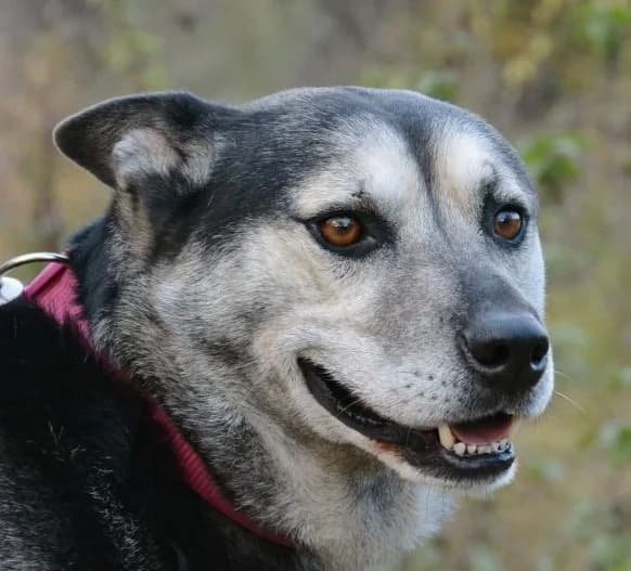 Odin,  Husky for adoption at Rex Kutyaotthon, Budapest