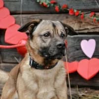 Shelby,  3yo Mixed Breed for adoption at Rex Kutyaotthon, Budapest