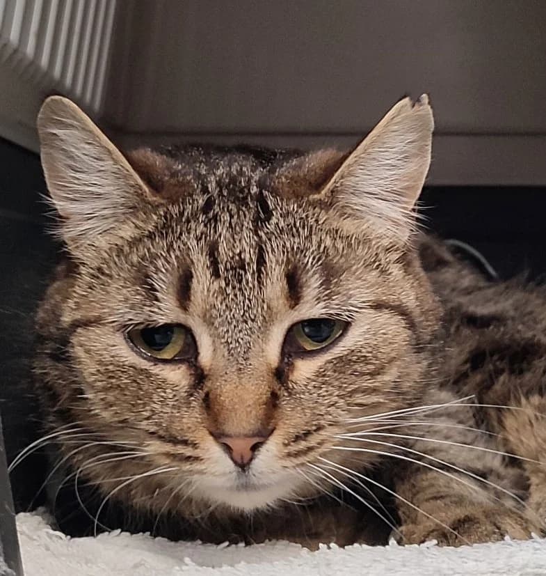 Violetta, Domestic Shorthair for adoption at Rex Kutyaotthon, Budapest